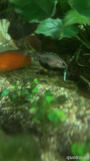 Hemichromis exsul, der Rote Turkana-Buntbarsch Bild 3
