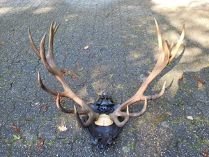 Großes Geweih Hirsch