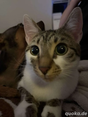 bengal - mix dame zu verkaufeb 