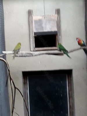 Springsittiche abzug.