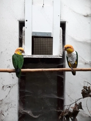 Rostkappenpapagei abzug.