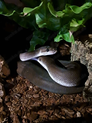 Königspython 0.1 Super Black Pastel Het Pied