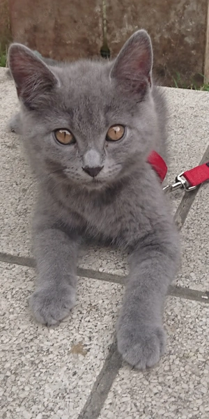 Reinrassige zauberhafte Kartäuser Kitten - echte Chartreux 