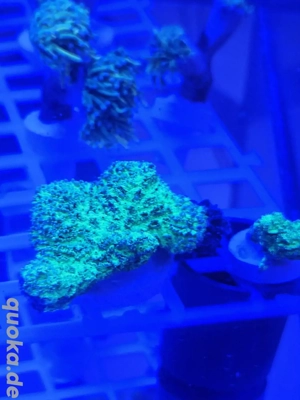 Montipora confusa  Neon Green" Korallenableger