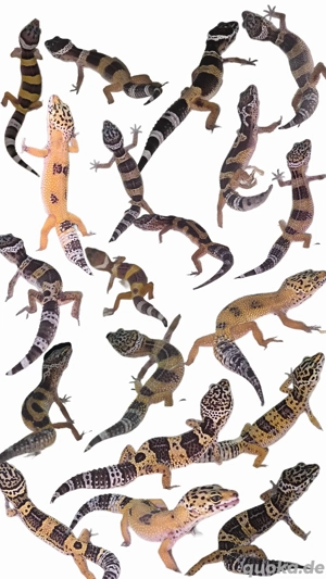 Leopardgescko