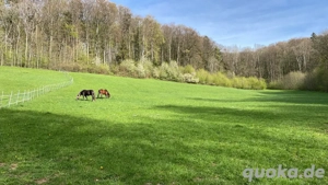 Offenstall für Wallach oder soz. Hengst