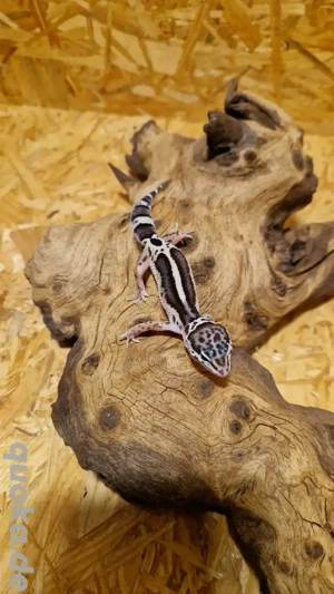 Leopardgecko aus 2025 