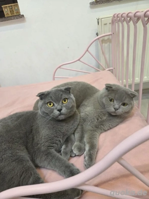 Reinrassige Bkh Kater 1 jahr alt