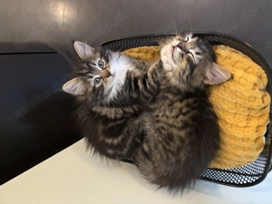 Hypoallergene Sibirische Waldkätzchen suchen tierliebes Zuhause in Harlaching und Umgebung