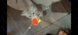 Britisch Kurzhaar Katze baby abzugeben   wegen Allergie