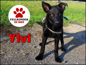 süße kroatischer Schäferhund Mischlings-Hündin Welpe Ylvi sucht ihre Familie