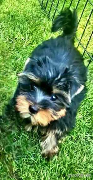  Nur noch ein Welpe sucht sein Zuhause   kleiner 