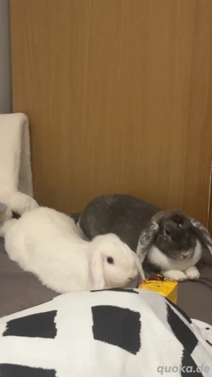 Zwei Miniloops zu verkaufen mit zubehort