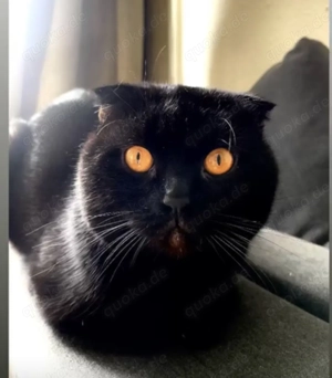 Dringend: Liebevolles Zuhause gesucht für Kater