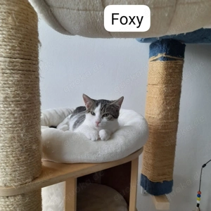 Kiki und Foxy warten noch auf ihr Zuhause # Tierschutz 