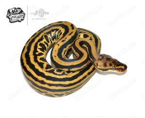 1.0 Mahogany Spotnose Leopard Fire 100% Het Clown - Königspython 
