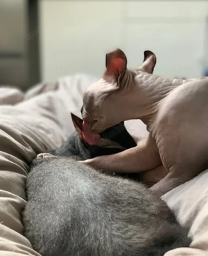 Zwei Sphynx-Katzen in neues, dauerhaftes Zuhause
