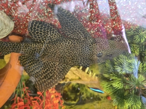 Grosser Wels sucht Zuhause 