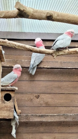 Rosakakadu Kakadu Papagei 