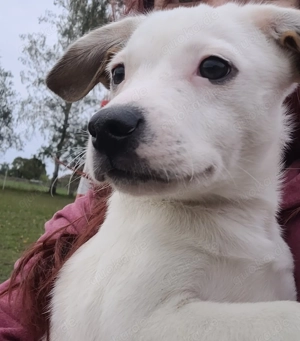 Deutsche Bracke-Jackrussel-Chihuahua-Bulldogge-Mix - wird ca. 30-35 cm ausgewachsen Bild 2