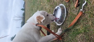 Deutsche Bracke-Jackrussel-Chihuahua-Bulldogge-Mix - wird ca. 30-35 cm ausgewachsen Bild 3