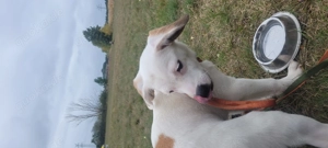 Deutsche Bracke-Jackrussel-Chihuahua-Bulldogge-Mix - wird ca. 30-35 cm ausgewachsen Bild 5