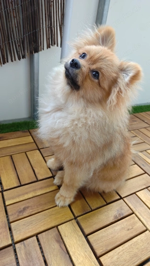 Zwergspitz Welpe sucht neues Zuhause