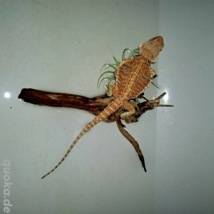 Bartagame 100%Tiger Jungtiere