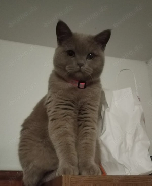 British kurzhaar Katze