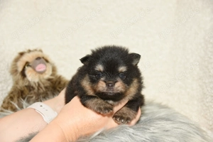 Reinrassige Pomeranian Zwergspitz Welpen