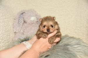 Reinrassige Pomeranian Zwergspitz Welpen
