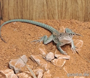 Halsbandleguan Jungtiere 2025