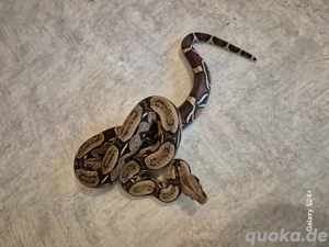 Boa Constrictor Constrictor Guyana und Franz. Guyana