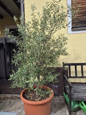 Olivenbaum im Topf  Schnäppchen