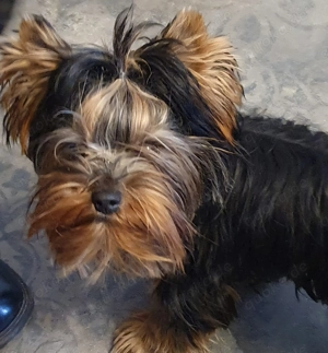 Yorkshire klein perfekt