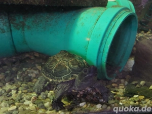 Wasserschildkröte mit 2 Zierfische 