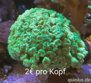 Meerwasser Ableger Korallen 