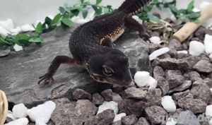 pure Black Night Leopardgecko 