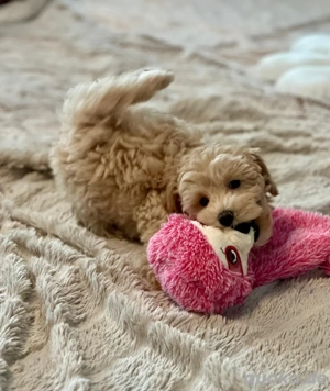 Wunderschöne Maltipoo Welpen  Bild 5