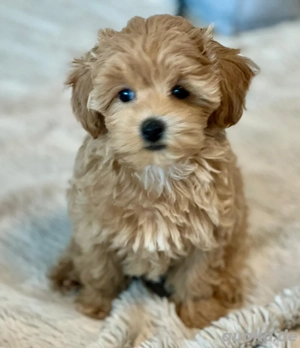 Wunderschöne Maltipoo Welpen  Bild 2