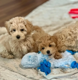 Wunderschöne Maltipoo Welpen  Bild 3