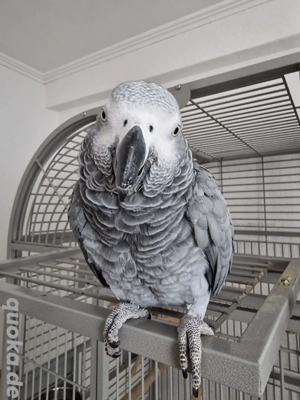 Zwei Graupapageien mit Voliere