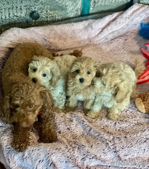 Wunderschöne Maltipoo Welpen  Bild 7