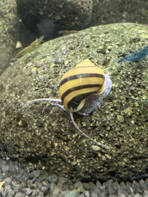 Asolene spixi - Zebra-Apfelschnecke Aquarium Wasser-Schnecke