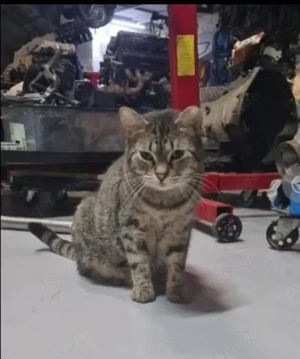 Pustiu ein prächtiger, sanfter Kater sucht seine Kuschelfamilie