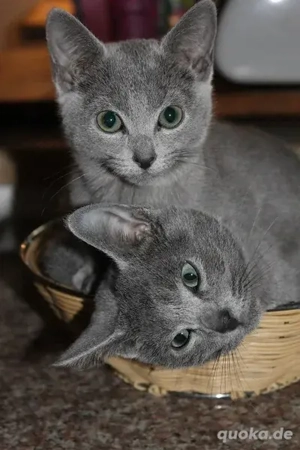 Russisch Blau Kätzchen (Reinrassig) Joo Bild 2