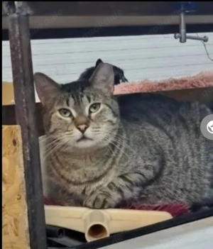 Pustiu ein prächtiger, sanfter Kater sucht seine Kuschelfamilie
