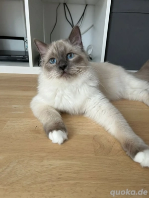 Reinrassige Heilige Birma, Deckkater 