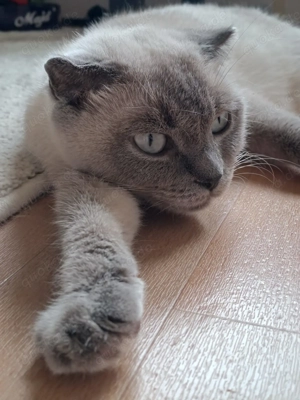 2 Katzen abzugeben gegen Schutzgebühr