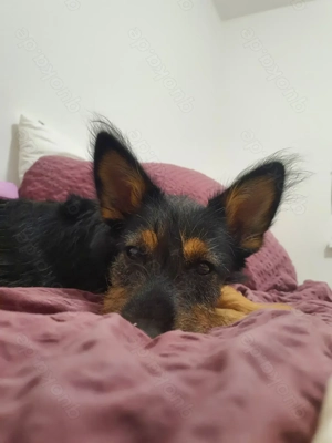 Eine kleine Hunde Seele sucht eine herzliche Familie 